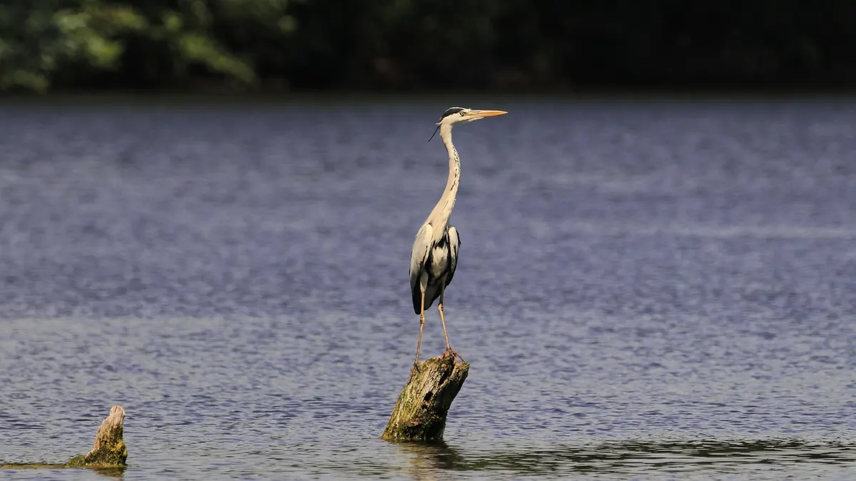 Grey Heron Identification: A Beginner's Guide to UK Herons and Egrets