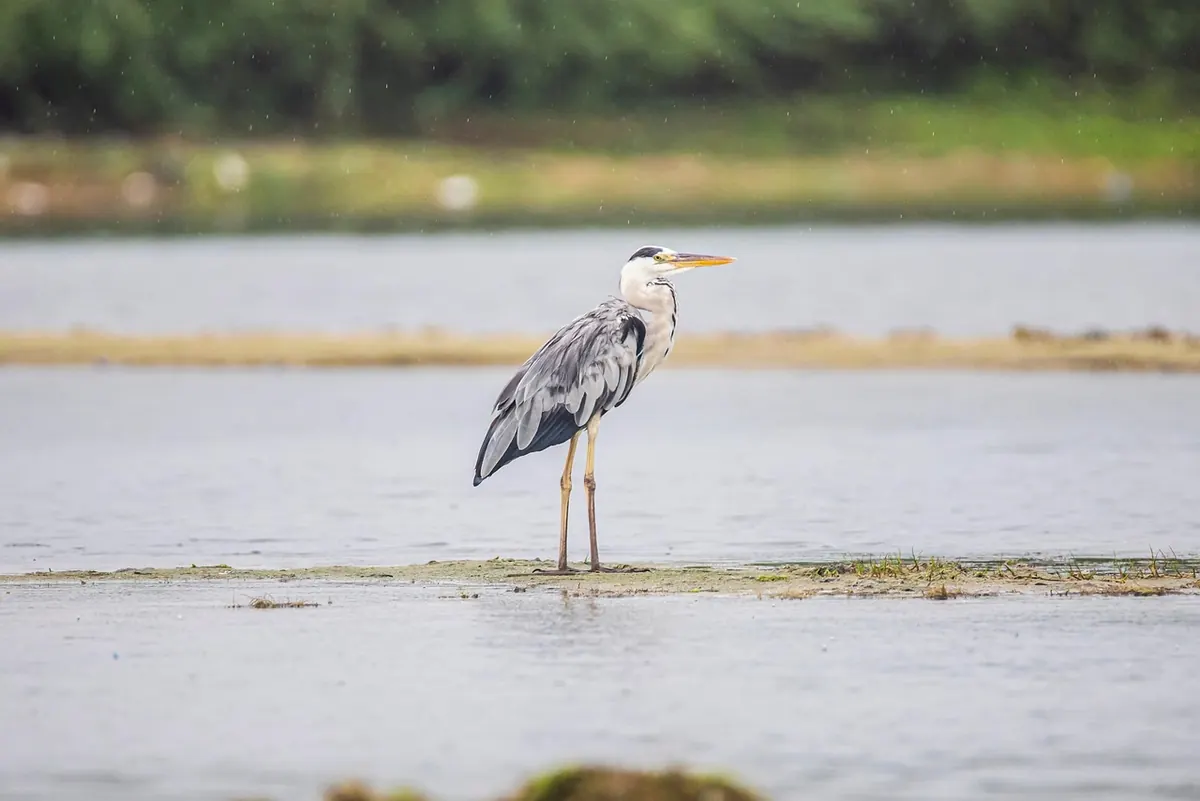 Grey Heron vs Little Egret: A Side-by-Side Comparison for UK Birdwatchers