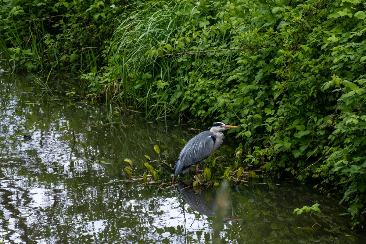 Heron Spotting in London: Best Parks and Canals for Beginners