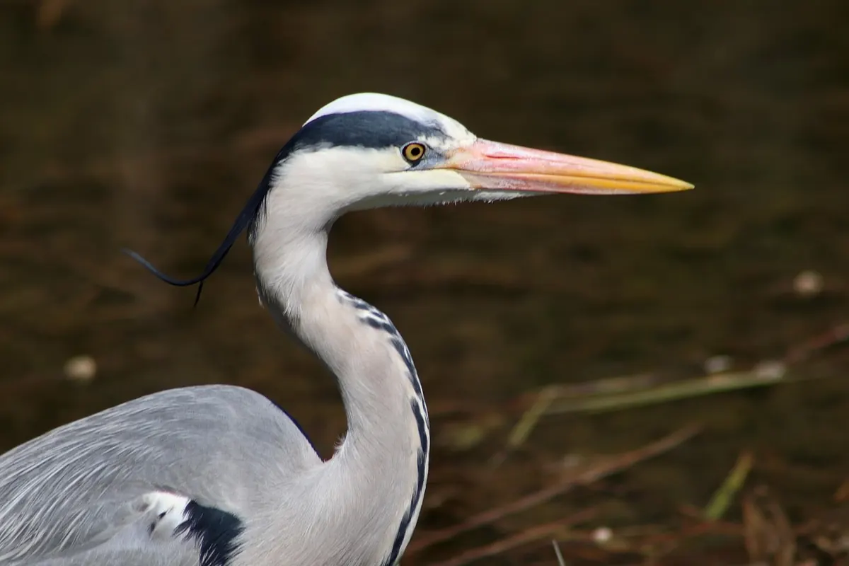 Herons and Fisheries: Understanding Conflict and Practical Solutions