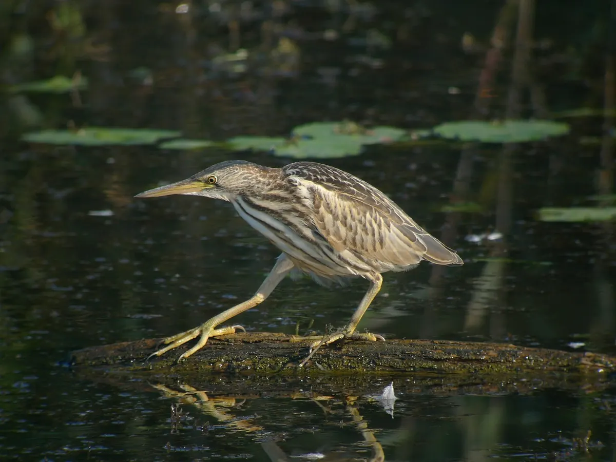 Rare UK Herons: How to Identify Bitterns, Night Herons and Purple Herons