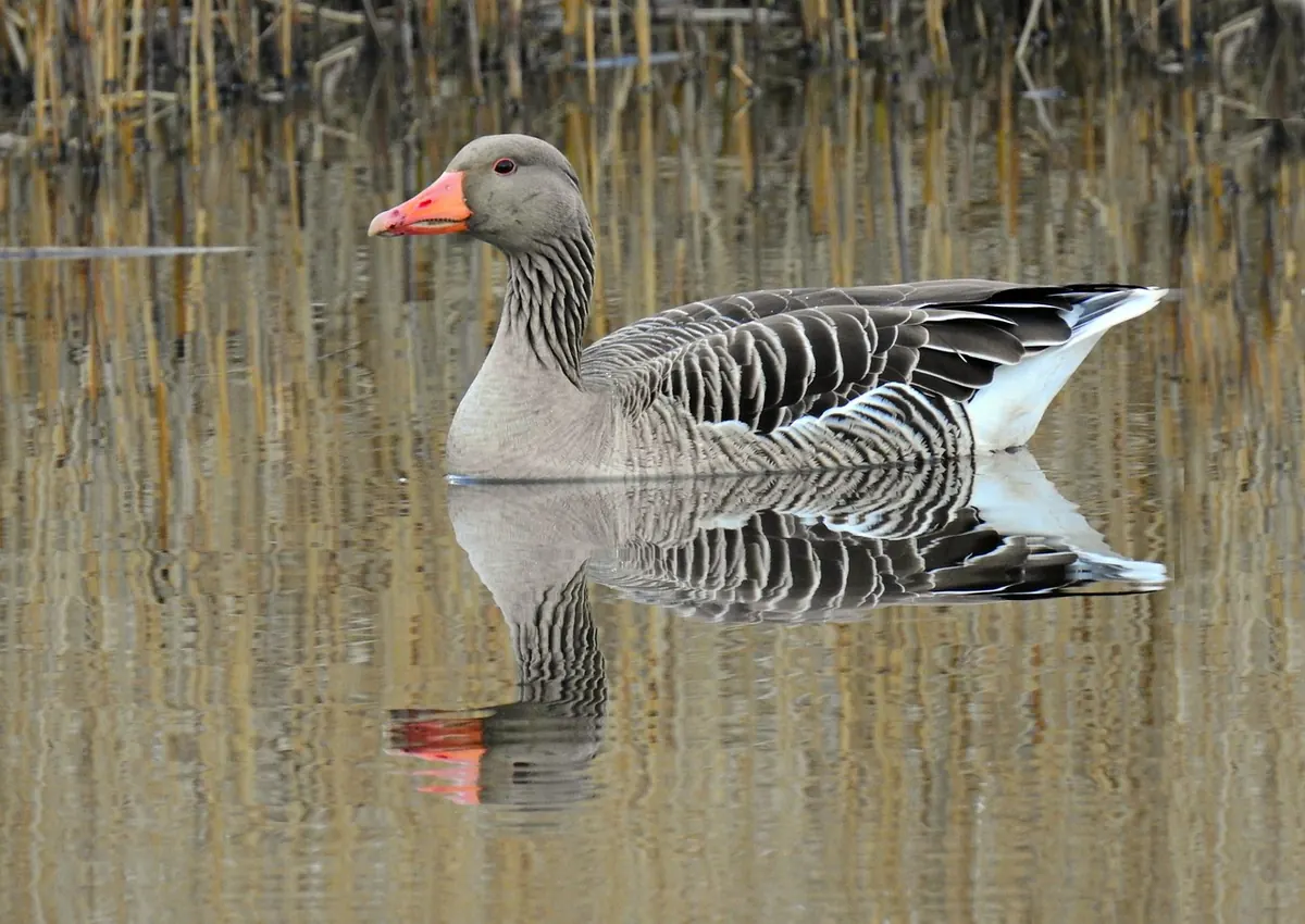 Understanding Heron Habitats: Ponds, Rivers, Marshes and Reservoirs